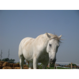 Konjeniški klub Doly