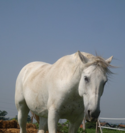 Jahalna oprema cene Ljubljana