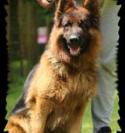 Pasja šola Trbovlje, Zasavje