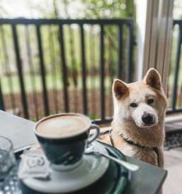 Najboljša slaščičarna in kavarna Šempeter