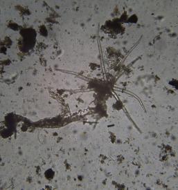 Ekološki laboratorij, ocene odpadkov