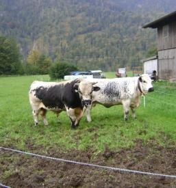 Informiranje in izobraževanje eko kmetov Gorenjska