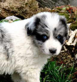 Stomatološki posegi za živali Ljubljana