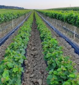 Ugodne sadike za vino Ptuj, Podravska, Slovenija
