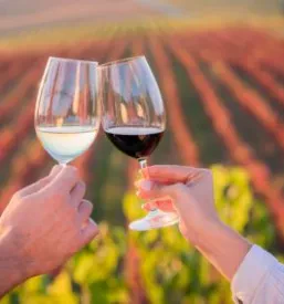 Rdeče vino Brič Slovenija