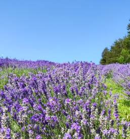 Naravna kozmetika s sivko
