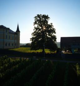 Vino vrhunska modra frankinja Slovenija