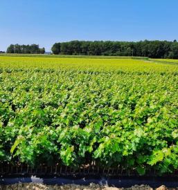 Trsje Podravska, Slovenija 