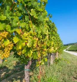Vinarija Brič