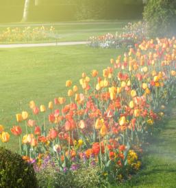 kvalitetna Izvedba namakalnih sistemov Primorska
