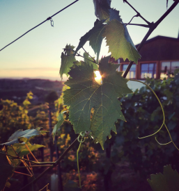 Degustacija vin Štajerska