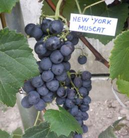 Vinsko trsje Ptuj, Podravska, Slovenija 