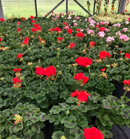 Balkonsko cvetje Domžale