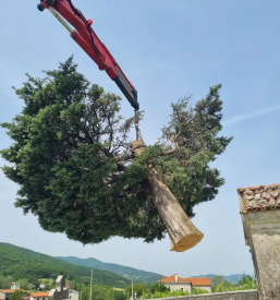 Odstranitev dreves Goriška