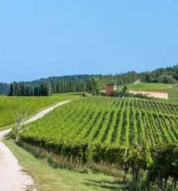 Degustacije vrhunskih vina Brič, Buje, Hrvatska
