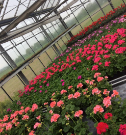 Najlepše pelargonije, balkonsko cvetje Domžale