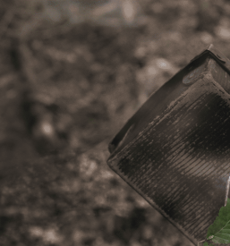 Teambuilding, pobeg v gozdu Slovenija