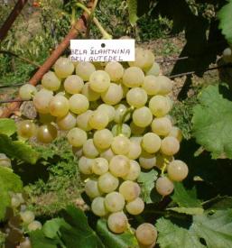 Kvalitetne sadike za vino Ptuj, Podravska, Slovenija