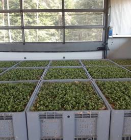 Dobre trsne sadike Ptuj, Podravska, Slovenija