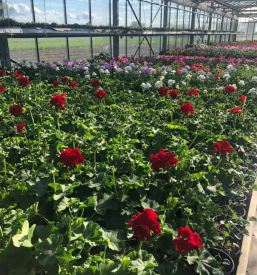 Najlepše pelargonije Domžale