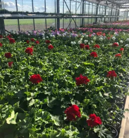 Najlepše pelargonije Domžale