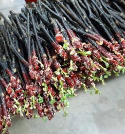 Sadike za vino Podravska, Slovenija