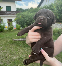 Cepljenje malih živali Črnomelj, Bela krajina