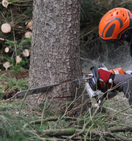 Ugodno Urejanje gozdov Bohinjska Bistrica