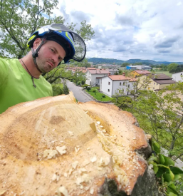 Posek drevja Goriška