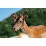 Tomaž Drev - nosilec dopolnilne dejavnosti na kmetiji