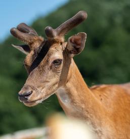 Ogled jelenov na prostem Velenje