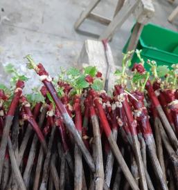 Prodaja trsnik sadik Ptuj, Podravska, Slovenija