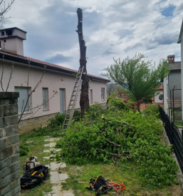 Obrezovanje dreves Goriška