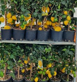 Repromaterial Sežana