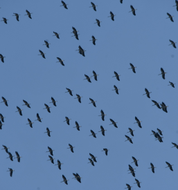 Izobraževanje in raziskovanje ptic in narave