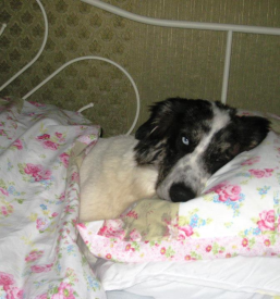 Stomatološki posegi za male živali