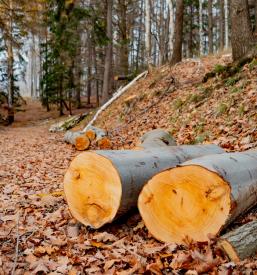 Ugodna sečnja in spravilo lesa Obrov