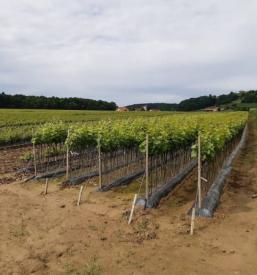 Kvalitetno trsje Ptuj, Podravska, Slovenija 