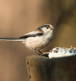Izobraževanje in raziskovanje narave Slovenija