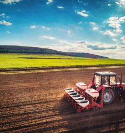 Veleprodaja domače čebule