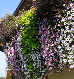 Cvetličarna Šoštanj