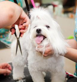Poceni striženje psov Ljubljana Vič