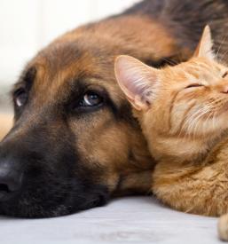 Kakovostna prehranska dopolnila za male živali Pomurje