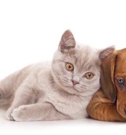 Pripomočki za živali Gornja Radgona, Pomurje