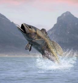 ribiči športni ribolov Markovci, Ptuj