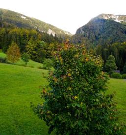 počitniška hiška Gorenjska