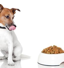 Prehranska dopolnila za hišne ljubljenčke Pomurje