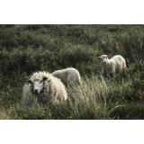 Pašna skupnost Gmajna Vrsno