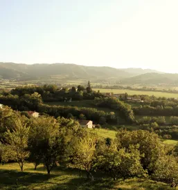 Vinarstvo AVIN Vipavska dolina