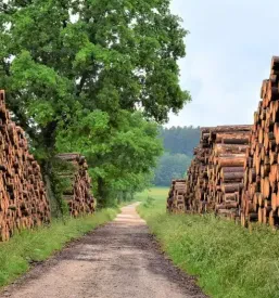 Ugodno spravilo lesa Tržič